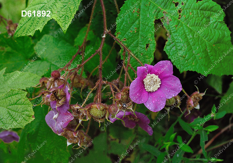 Purple-flowering Raspberry (Rubus odoratus)